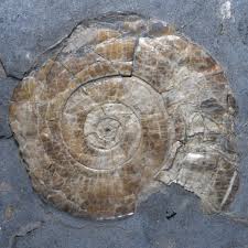 Attēlu rezultāti vaicājumam “Planorbis planorbis”