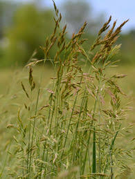 Attēlu rezultāti vaicājumam “Festuca rubra subsp. rubra”