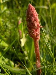 Attēlu rezultāti vaicājumam “Orobanche elatior bud”