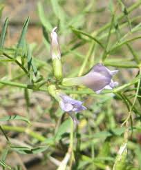 Attēlu rezultāti vaicājumam “Astragalus arenarius”