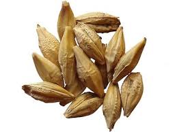 Attēlu rezultāti vaicājumam “Hordeum vulgare fruit”