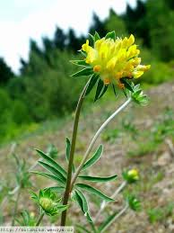 Image result for Anthyllis vulneraria
