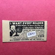 Afbeeldingsresultaat voor earliana tomato