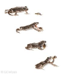 Attēlu rezultāti vaicājumam “Pseudepidalea viridis adult”