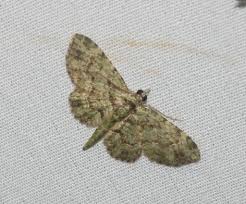 Attēlu rezultāti vaicājumam “Eupithecia icterata female”