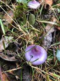Attēlu rezultāti vaicājumam “Badhamia lilacina young”