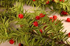 Attēlu rezultāti vaicājumam “Taxus baccata fruit”