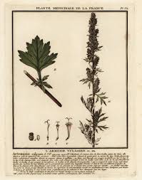 Image result for Artemisia vulgaris