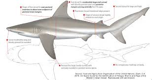 Image result for Carcharhinus