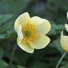 Attēlu rezultāti vaicājumam “Anemone x lipsiensis leaf”