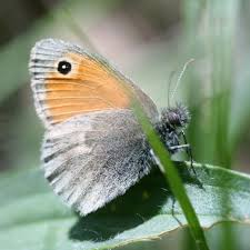 Attēlu rezultāti vaicājumam “Seligeria donniana sporophyte”