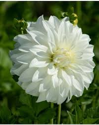 Image result for Dahlia `Snowflake`