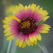 Image result for Gaillardia pulchella