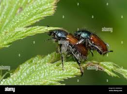 Attēlu rezultāti vaicājumam “Phyllopertha horticola imago”