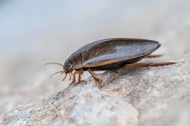 Attēlu rezultāti vaicājumam “Dytiscidae”