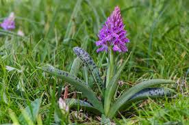 Attēlu rezultāti vaicājumam “Dactylorhiza maculata”