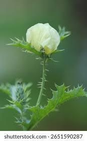 Attēlu rezultāti vaicājumam “Papaver argemone bud”