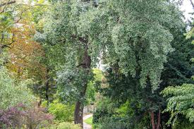 Attēlu rezultāti vaicājumam “Populus x petrowskyana leaf”