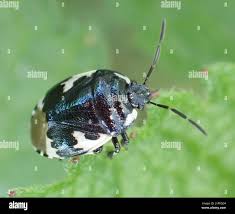 Attēlu rezultāti vaicājumam “Tritomegas bicolor imago”