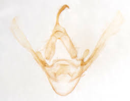 Attēlu rezultāti vaicājumam “Hypenodes humidalis”