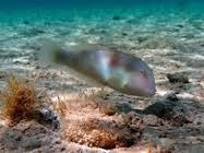 Image result for Xyrichtys novacula