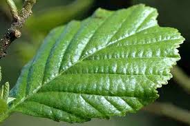 Attēlu rezultāti vaicājumam “Capua vulgana”