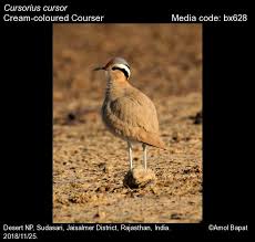 Image result for Cursorius cursor