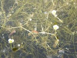 Attēlu rezultāti vaicājumam “Batrachium”