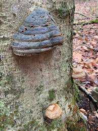 Attēlu rezultāti vaicājumam “Phellinus igniarius”