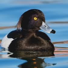 Attēlu rezultāti vaicājumam “Aythya fuligula”