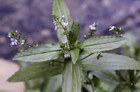 Attēlu rezultāti vaicājumam “Veronica anagallis-aquatica fruit”