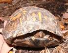 Eastern Box Turtle