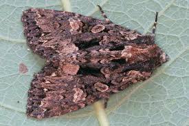 Attēlu rezultāti vaicājumam “Mniotype satura”