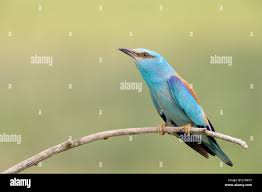Attēlu rezultāti vaicājumam “Coracias garrulus”