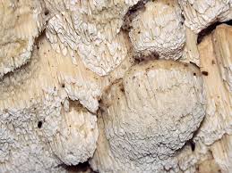 Attēlu rezultāti vaicājumam “Antrodia albida”