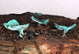 Attēlu rezultāti vaicājumam “Chlorociboria aeruginascens”