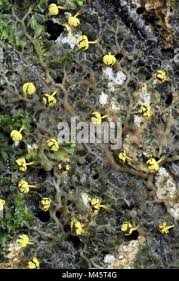 Attēlu rezultāti vaicājumam “Physarum viride var. aurantium spores”