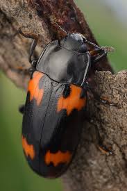 Attēlu rezultāti vaicājumam “Erotylidae”