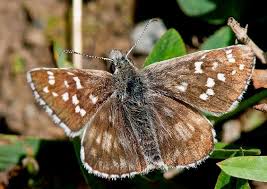 Attēlu rezultāti vaicājumam “Pyrgus serratulae”