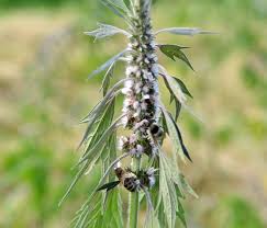 Attēlu rezultāti vaicājumam “Leonurus quinquelobatus leaf”