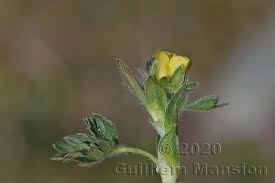 Attēlu rezultāti vaicājumam “Potentilla arenaria bud”