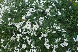 Attēlu rezultāti vaicājumam “Achillea salicifolia flower”