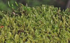 Attēlu rezultāti vaicājumam “Sanionia uncinata”