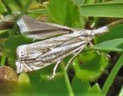 Attēlu rezultāti vaicājumam “Crambus lathoniellus”