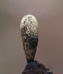 Attēlu rezultāti vaicājumam “Xylaria longipes”