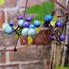 Attēlu rezultāti vaicājumam “Ampelopsis glandulosa var. brevipedunculata”