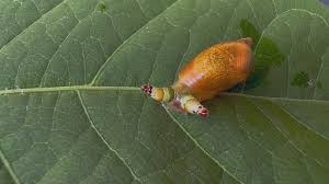 Attēlu rezultāti vaicājumam “Leucochloridium paradoxum larva”
