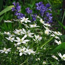 Attēlu rezultāti vaicājumam “Ornithogalum umbellatum flower”