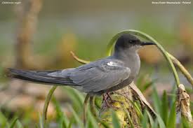 Attēlu rezultāti vaicājumam “Chlidonias niger”