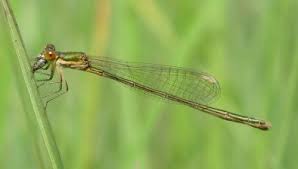 Attēlu rezultāti vaicājumam “Nehalennia speciosa”